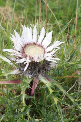 Silberdistel - Carlina acaulis im Feldberggebiet (G. Franke, 14.08.2011)