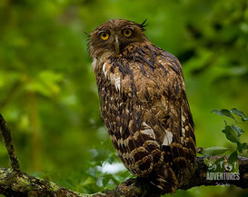 Birds,Birding, Knuckles, Sri Lanka, Knuckles Mountain Range, Wildlife, Animals, TravelSrilanka, VisitSrilanka, Trekking Sri Lanka, Hiking Sri Lanka, Trekking, Hiking, Adventure, Conservation, Holiday, Lodge, Camp, Guiding, Walks, Ecotourism, Qualified