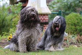 Tobi und Caatje von Walsede