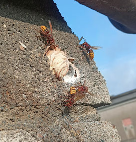 Destruction de nids de frelons et guêpes à Laval, Saint-Berthevin, Vitré, Châteaubourg, Ernée, Saint Pierre la Cour, Le Genest Saint Isle, Changé, Le Pertre, Le Bourgneuf la Forêt, Saint M'Hervé, Chailland, La Chapelle Erbrée, Châtillon en Vendelais.