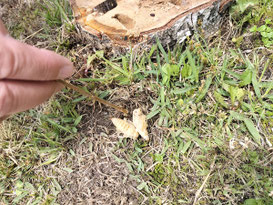白樺の切り口、中にカミキリムシ幼虫が２匹。 殺虫剤が届かなかったと考えられます。