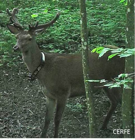 Cerf équipé d'un collier GPS permettant de suivre ses déplacements et d'identifier les zones de passage face aux barrières