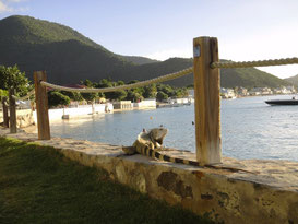 ホテルのビーチにたたずむイグアナ