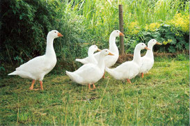Gänse und Enten