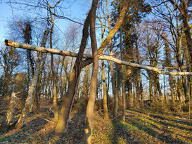 Bäume und Totholz im löwitzer Park