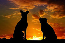 deux chiens assis de dos côte à côte regarde un couché de soleil orange par coach canin 16 en charente