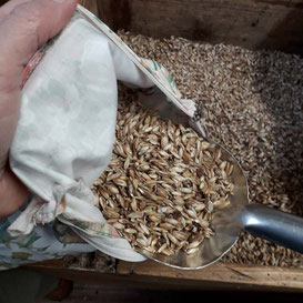 KNISTER-KISSen-Inlet wird mit Bio-Dinkelspelzen gefüllt