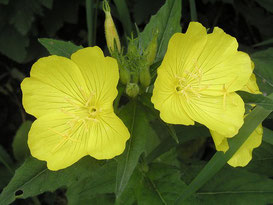 愛着障害を癒すといわれる待宵草