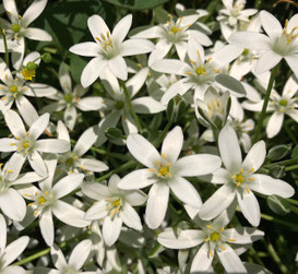 過去のショックやトラウマ・悲しみを癒すといわれるスター・オブ・ベツレヘム