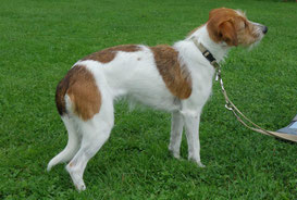 Isabela (Hyperkeratose homozygot gesund)
