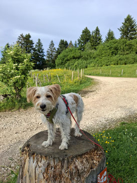 Geburtstagsgrüße von Nevis