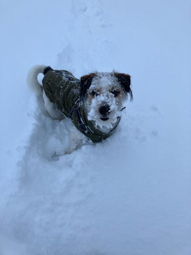 Pinto liebt den Schnee