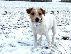 Jamaika genießt den Schnee