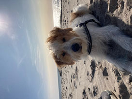 Urlaubgsgrüße von Eddie