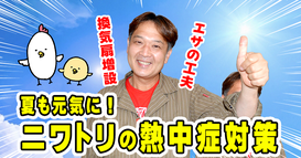 ＞＞＞8/7  夏も元気に!! ニワトリの熱中症対策