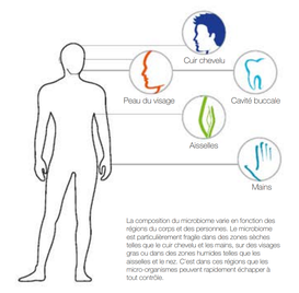 L'équilibre du microbiome est fragile et sa rupture peut permettre aux germes de proliférer et d’attaquer cette barrière naturelle, entraînant des problèmes cutanés et dentaires. Il faut alors éliminer ces germes tout en rétablissant cette barrière