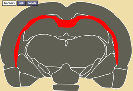 脳梁 Corpus callosumReferences