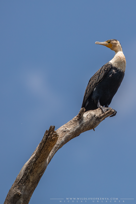 white-breasted cormorant, great cormorrant, cormoran à poitrine blanche, cormoran grande, Nicolas Urlacher, wildlife of Kenya, birds of Kenya, birds of africa