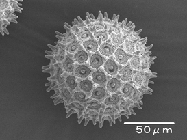 アサガオの花粉
