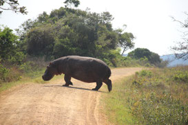 rencontre improbable à Cape Vidal