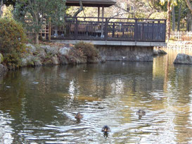 東京競馬場,日本庭園