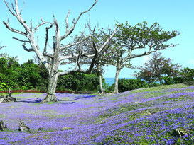 ヒメキランソウの花が開花を始めた=8日午後、崎原公園