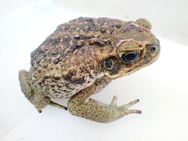 西表島で捕獲されたオオヒキガエル(西表野生生物保護センター提供)