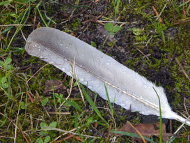 Eine weiß-graue Feder liegt im Gras. Auf ihrer Oberfläche perlen Tautropfen.