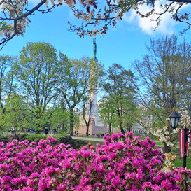 Freedom Monument in Riga, Latvia, viewed through flowering pink bushes