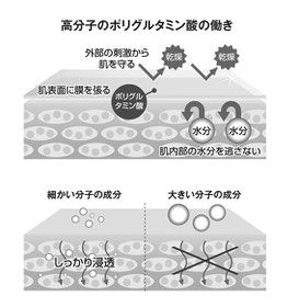 お肌かカサカサしてきたら ポリグルタミン酸 を補給してあけげましょう シーガルライフ