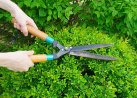 mantenimiento de plantas y jardines