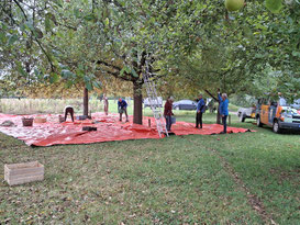 Apfelernte (Foto: NABU Lindhorst/A. Schulte-Eickholt)