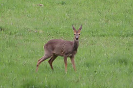 Photo décorative chevreuil qui regarde