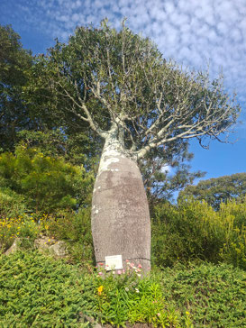 Queensland bottle tree in Sydney Botanical Gardens
