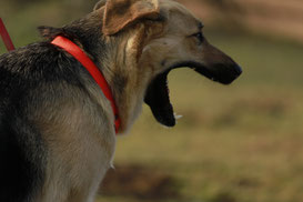 Warum gähnt mein Hund?