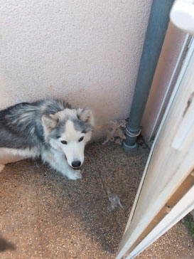 chien maigre , maltraité, attaché à une gouttière et enfermé