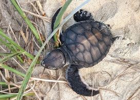 If you think this Green Turtle hatchling is way too cute, then you’d be right! Photo supplied