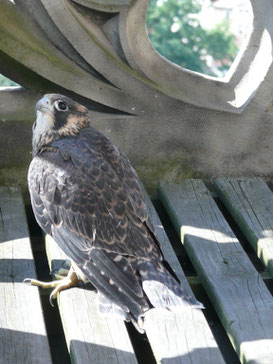 Nach der Rettungsaktion: Jungvogel sicher auf dem Südturm / Foto: W. Barth/BUND