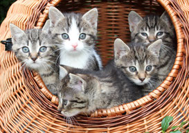 Katzensitter Neustadt, Tierbetreuung vor Ort, Katzenbetreuung - Catsitting