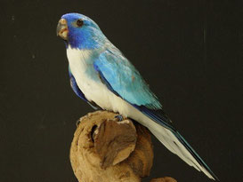 Blau   Neophema splendida (Glanzsittich)