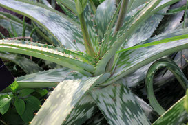 Aloe Vera natürliche Mittel gegen Sonnenbrand Healthlove Naturkosmetik Blog