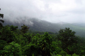 Regenwald - wichtigster Klimaregulator