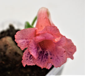 calyx sinningia - minicimera