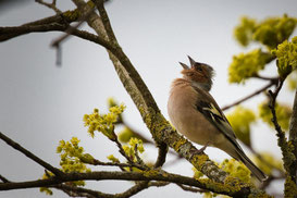 Buchfink, Foto: Andreas Metzger