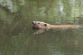 Schwimmender Biber, Foto: René Pittner