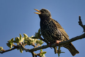 Star, Foto: Andreas Metzger