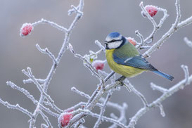 Blaumeise, Foto: Axel Beck