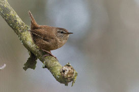 Zaunkönig, Foto: Andreas Metzger
