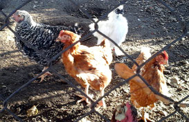 Animaux à la Ferme Pilat