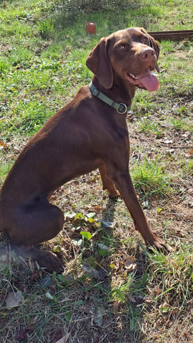 Auf einer Wiese sitzt ein relativ großer mittelbraumer Hund. Schlappohren. Die Zunge hängt aus dem Maul. Kurzes braunes glattes Fell.